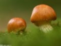 蘑菇