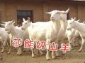 萨能奶山羊