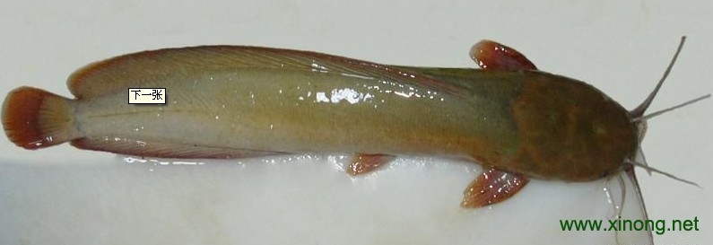 黄河鲶