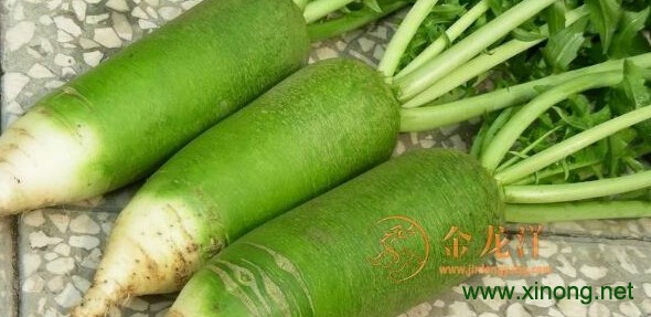 沙窝萝卜