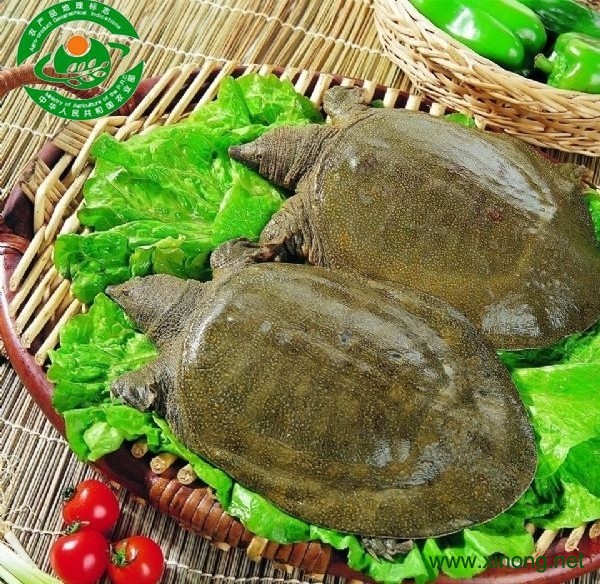 吴王渡黄河鳖