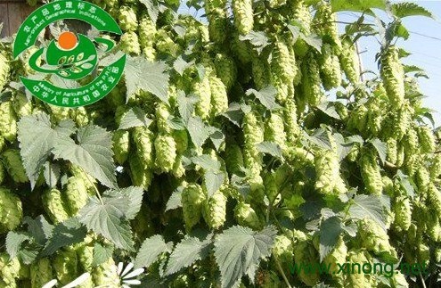 一面坡酒花