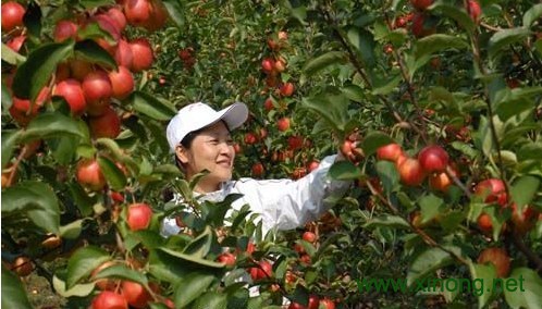 长林岛金红苹果