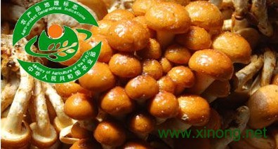 岫岩滑子蘑