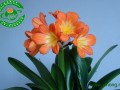 兴城花生