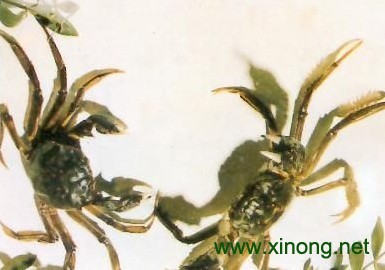崇明老毛蟹