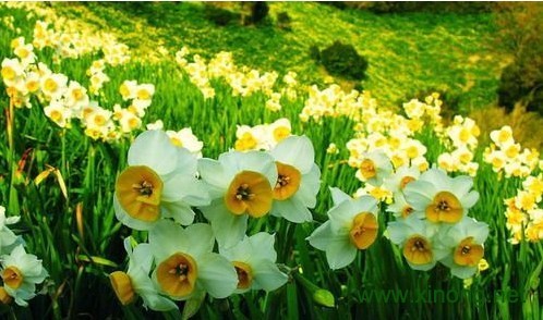 崇明水仙花