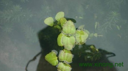 固始茶菱