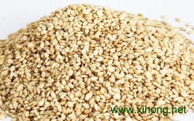 平舆白芝麻