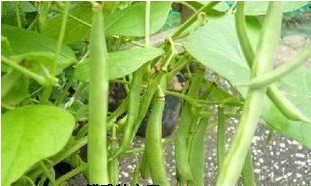 九节鞭菜豆