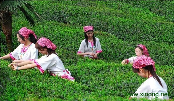 随州茶叶