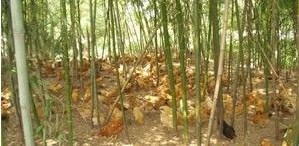 洞口土鸡