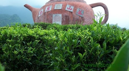 西岩山茶