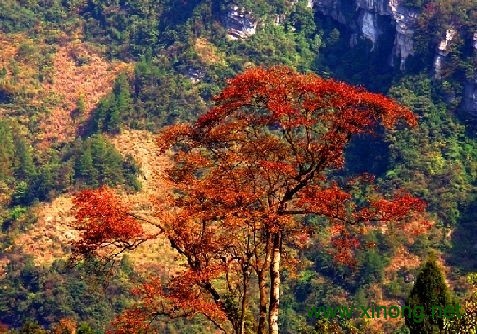 南川金佛山银杏