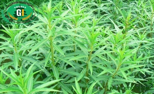 古蔺赶黄草