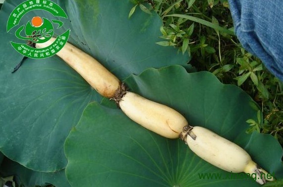 澂江藕