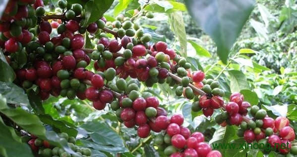 思茅咖啡