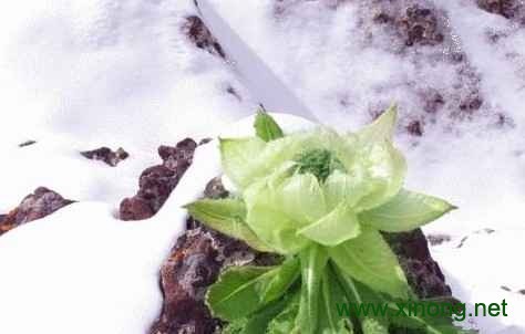 西藏雪莲花
