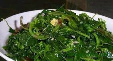 灰灰菜