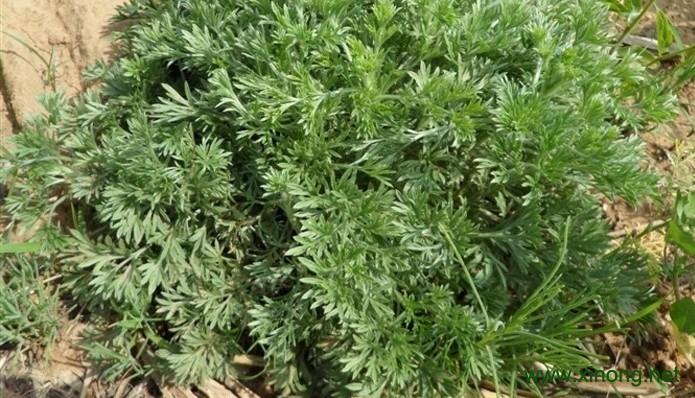 野生藏茵陈
