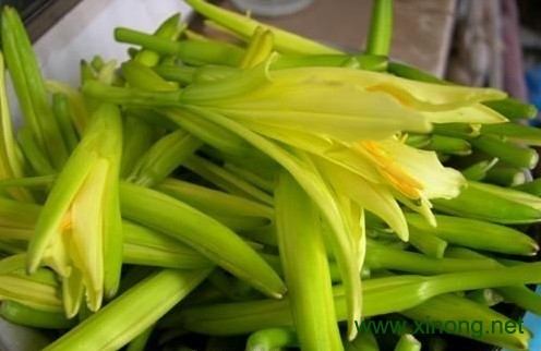 盐池黄花菜