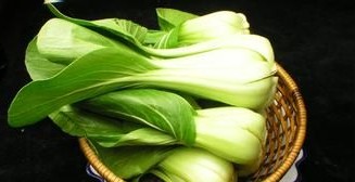 昭苏油菜