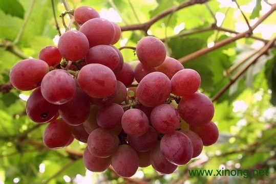 吐鲁番葡萄
