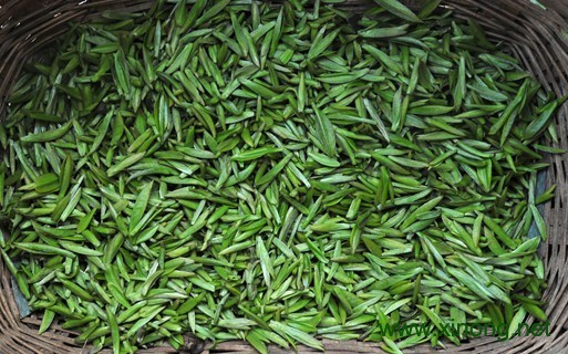 竹叶青绿茶