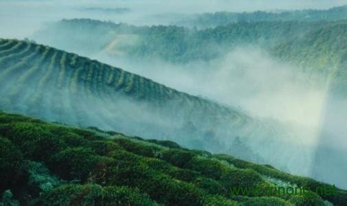 庐山云雾茶