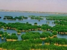 李岗西甜瓜
