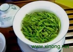 屯溪绿茶