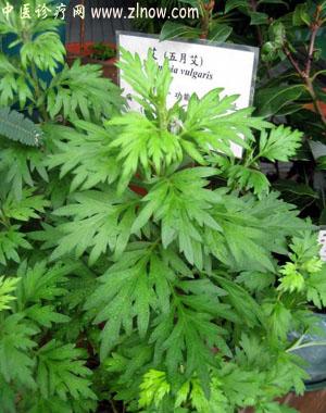 【中医诊疗网】：五月艾