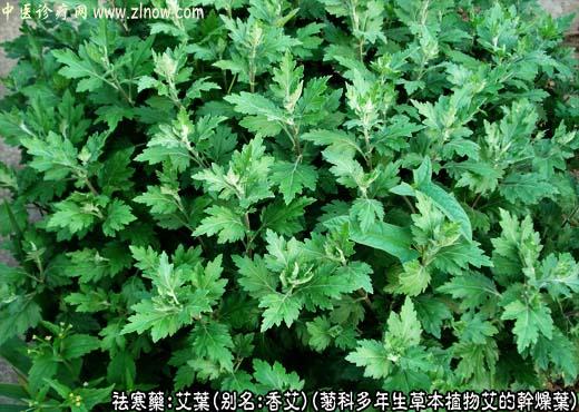 艾叶图片