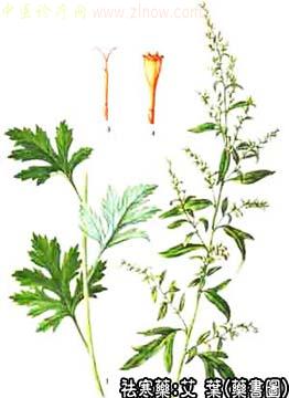 艾叶的中药书图