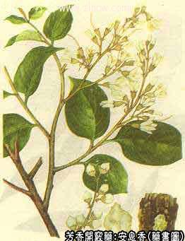 安息香的中药书图