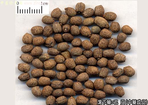 巴豆的中药成品图片