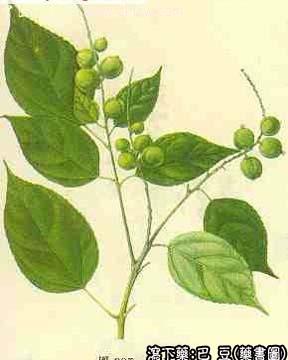 巴豆的中药书图