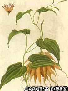 百部的中药书图