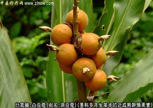白豆蔻图片