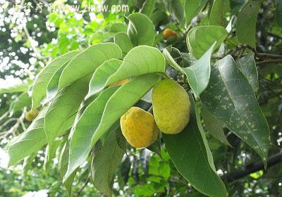 【中医诊疗网】:白桂木