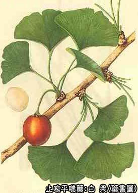 白果的中药书图