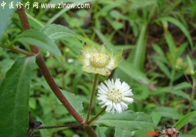 【中医诊疗网】：白花蟛蜞草