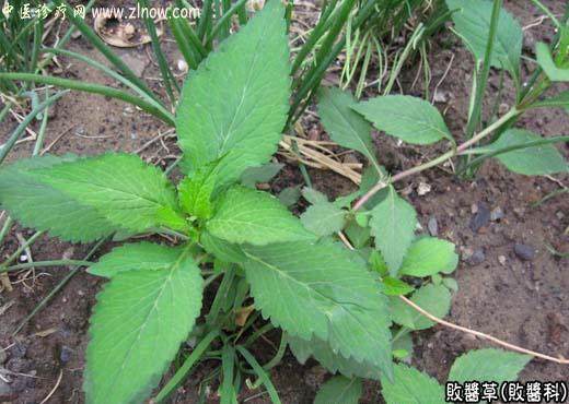 【中医诊疗网】:败酱草