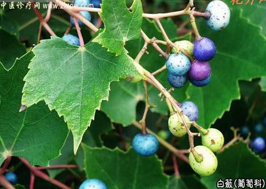 【中医诊疗网】:白蔹