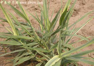 【中医诊疗网】：白茅根