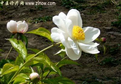 【中医诊疗网】：白芍药