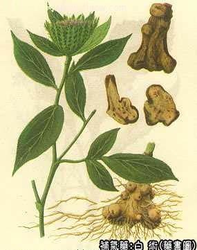 白术的中药书图