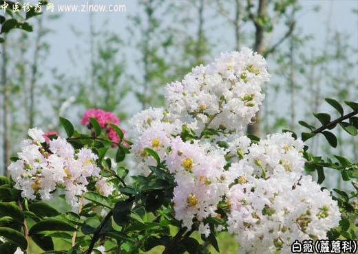 【中医诊疗网】：白薇(芒草)【萝蘑科】