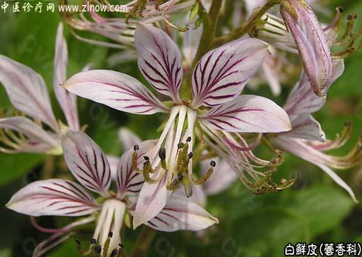 【中医诊疗网】：白鲜皮