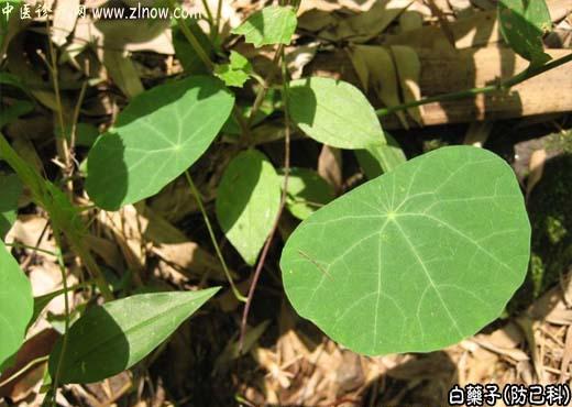 【中医诊疗网】:白药子